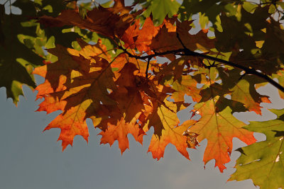 Quercus rubra