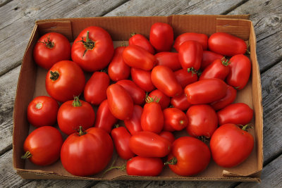 autumn tomato harvest
