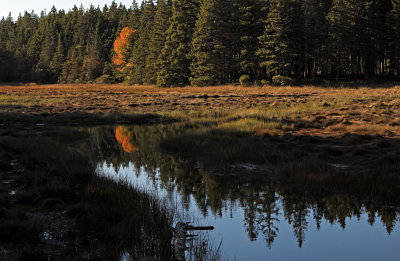 watering hole with reflections