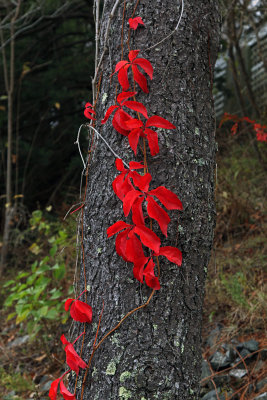 blazing vermillion
