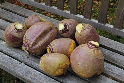 rutabaga harvest