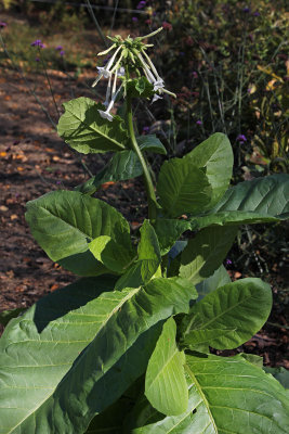 Nicotiana Only The Lonely