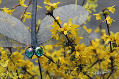 dragonfly on forsythia