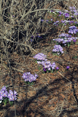 mass planting