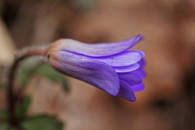 Anemone blanda