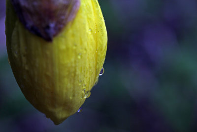 daffodil with drops