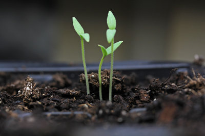 eggplant seedlings sprouting under growlights