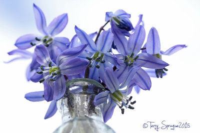 Siberian Squill