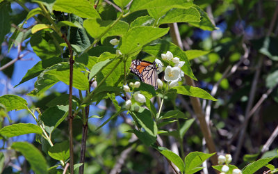 Monarch butterfly on Mock Orange