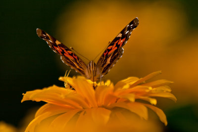 butterfly and spider
