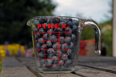 my blueberry crop
