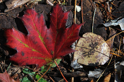 autumn leaf litter