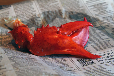 mutant lobster claw