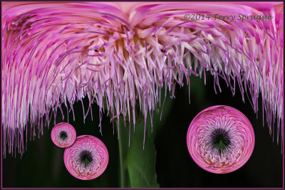 Under the Knapweed tree.