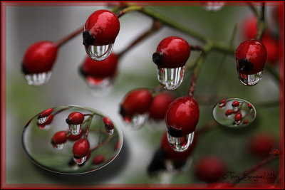 rosehips with drips