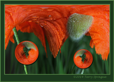 poppies