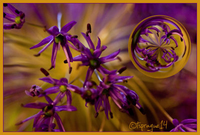 flowering onion