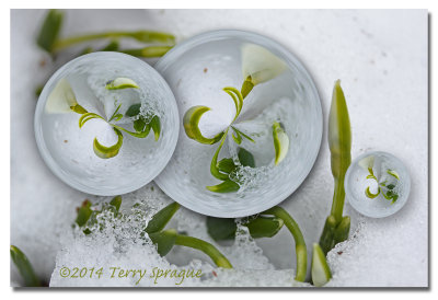 snowdrops