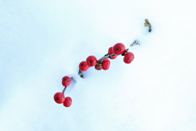 winterberry