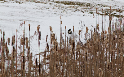 cat in a cattail swamp