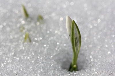 snowdrops pushing through 