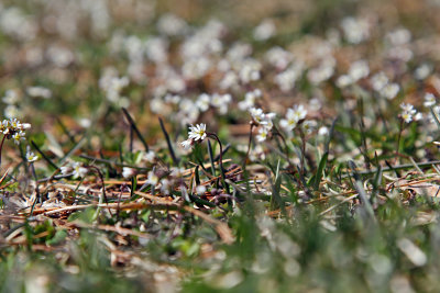 Whitlow grass Draba verna