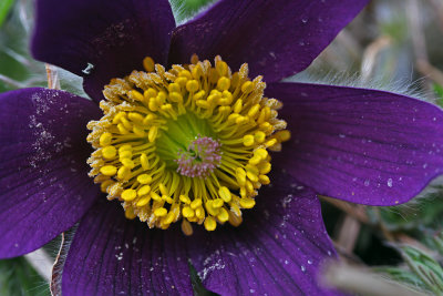 Pulsatilla Rubra