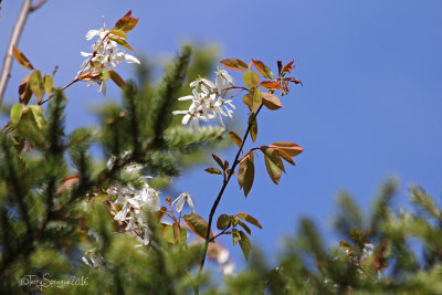 Amelanchier canadensis