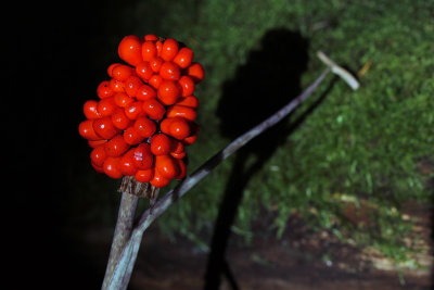 Jack-in-the-Pulpit seedhead