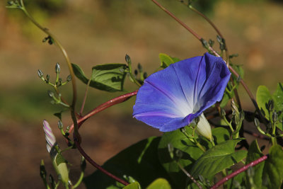 morning glory in October
