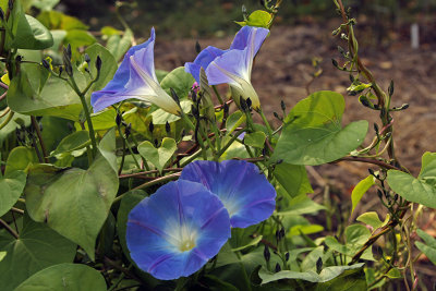 morning glories on an October afternoon