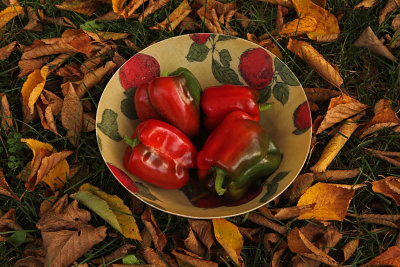 red ripe peppers in October
