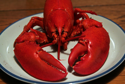 Maine lobstah!! 