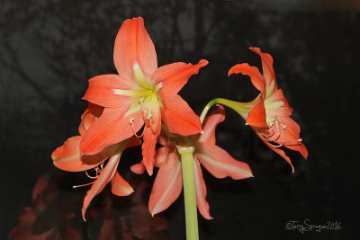 hippeastrum striatum