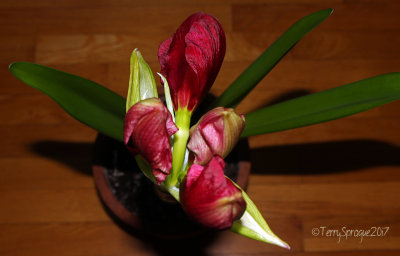 amaryllis blooming in POV! 