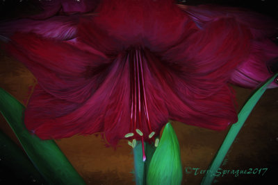 amaryllis