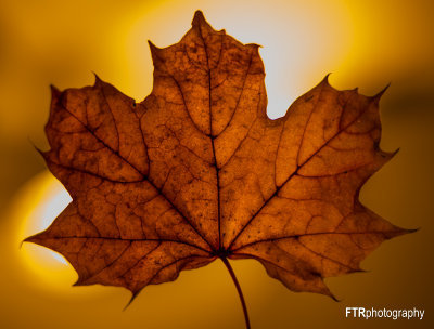 Golden Maple