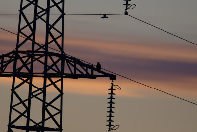 Peregrine Falcon -Falco Pellegrino- Halcn peregrino