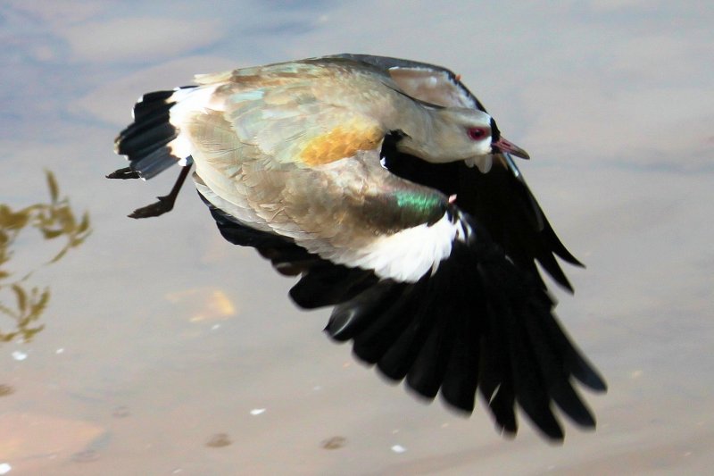 Southern Lapwing