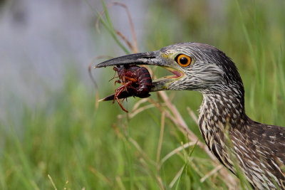 Yellow-crowned Night-Heron