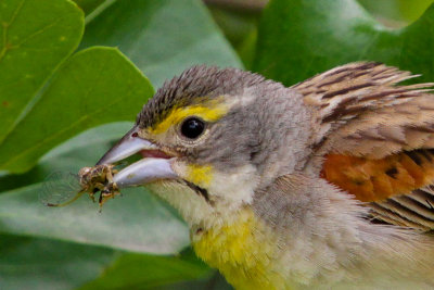 Dickcissel