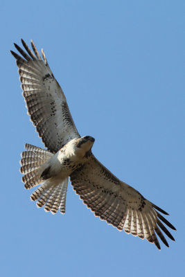 Red-tailed Hawk