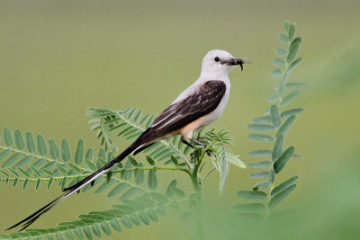 Scissor-tailed Flycatcher