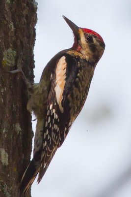 Yellow-bellied Sapsucker