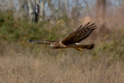 Northern Harrier