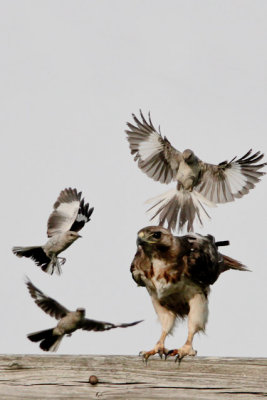 Red-tailed Hawk 