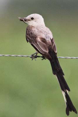 Scissor-tailed Flycatcher 