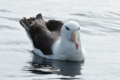 Albatross, Petrels, Shearwaters, Fulmar