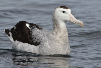 Gibson Wandering Albatross