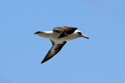 Layson Albatross 